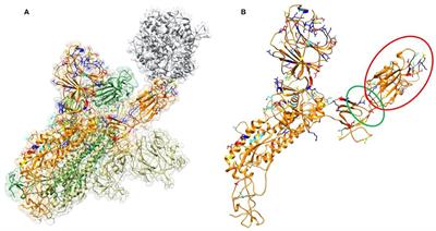 Spike Proteins of SARS-CoV and SARS-CoV-2 Utilize Different Mechanisms to Bind With Human ACE2